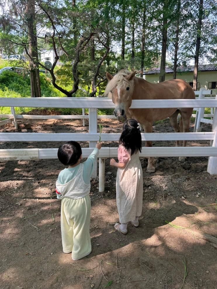 한터조랑말농장 🐴 & 카페 아이소 ( 용인 처인구 아이랑 가볼만한 곳 )