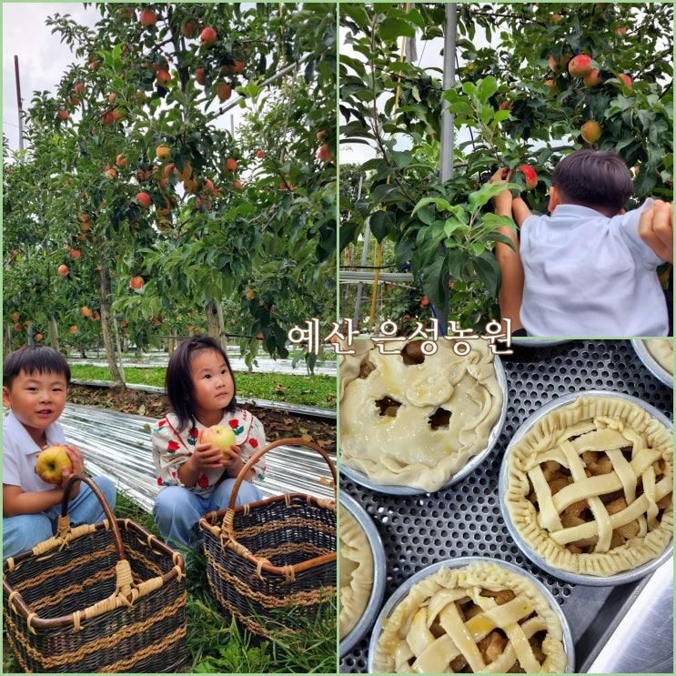 예산 은성농원 | 애플파이 체험, 사과 수확🍎 사과농장 재방문