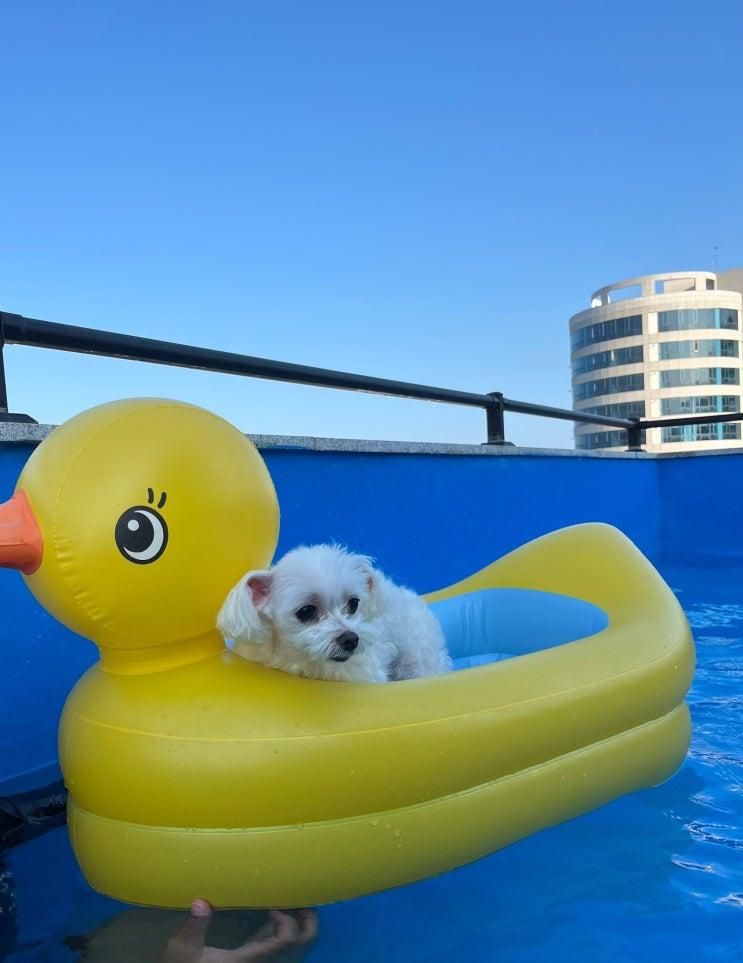 경주 감포 애견동반 펜션 추천🐶경주 라비앙로즈펜션 내돈내산 후기(해수욕장 인근,풀빌라)