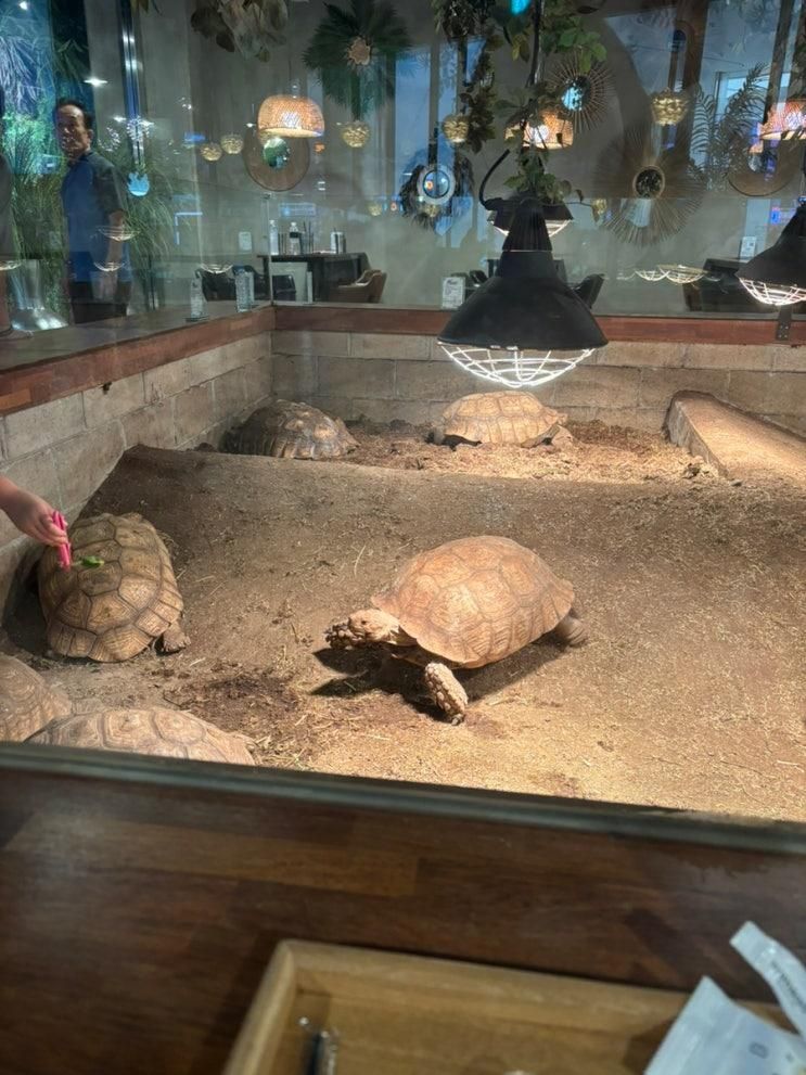 아이랑 가기 좋은 거북이 체험 카페🐢, 카페 거부기 앤 쿠펫 판교점