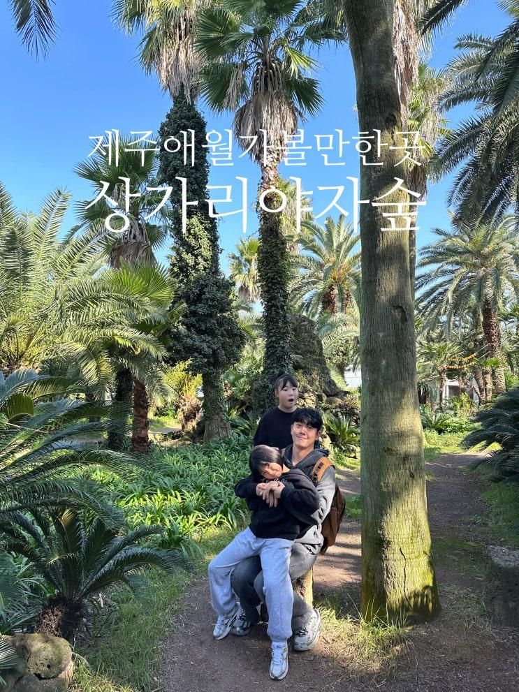 제주애월 아이와 가볼만한 상가리야자숲 11월 방문후기