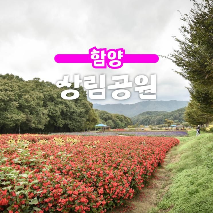 함양 가볼만한곳 상림공원 산책 데이트코스 주차장