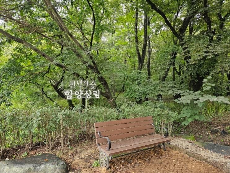 함양여행.함양상림공원.함양박물관.대봉산자연휴양림.함양케빈커피.산청정취암.추석이야기.광양배알도.