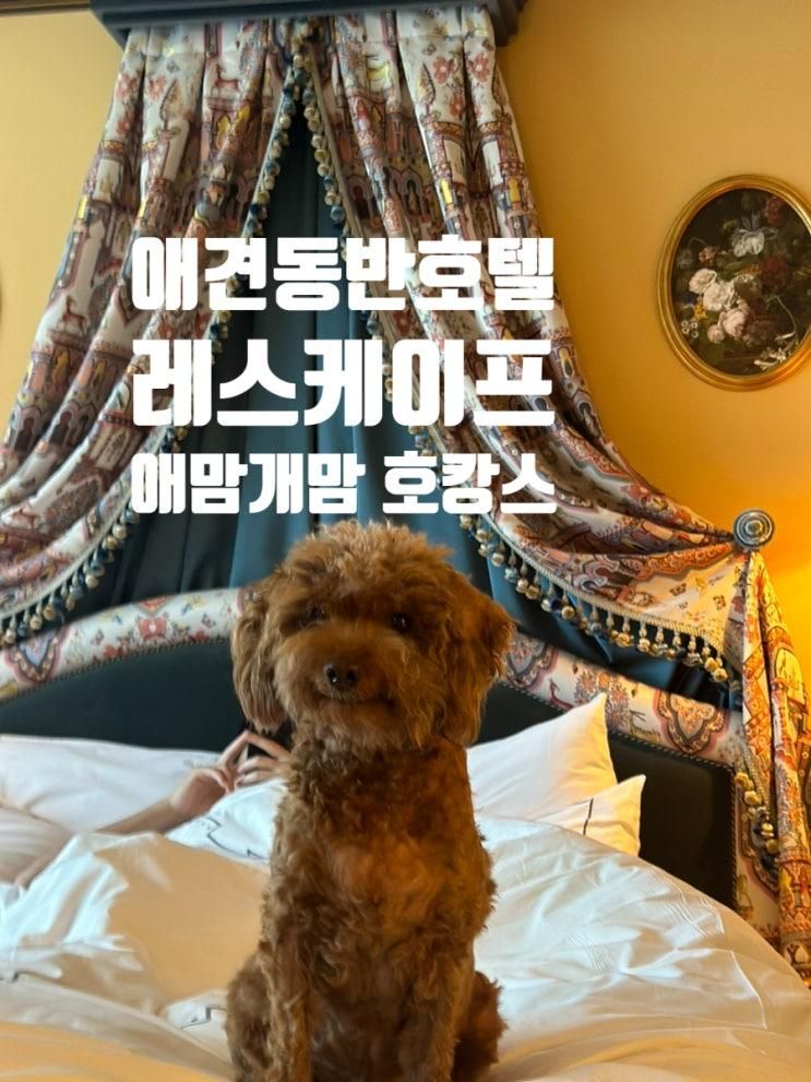 레스케이프호텔  애견동반호텔 아이랑강아지랑 호캉스  다이슨숙박권당첨 아이랑 서울 호캉스