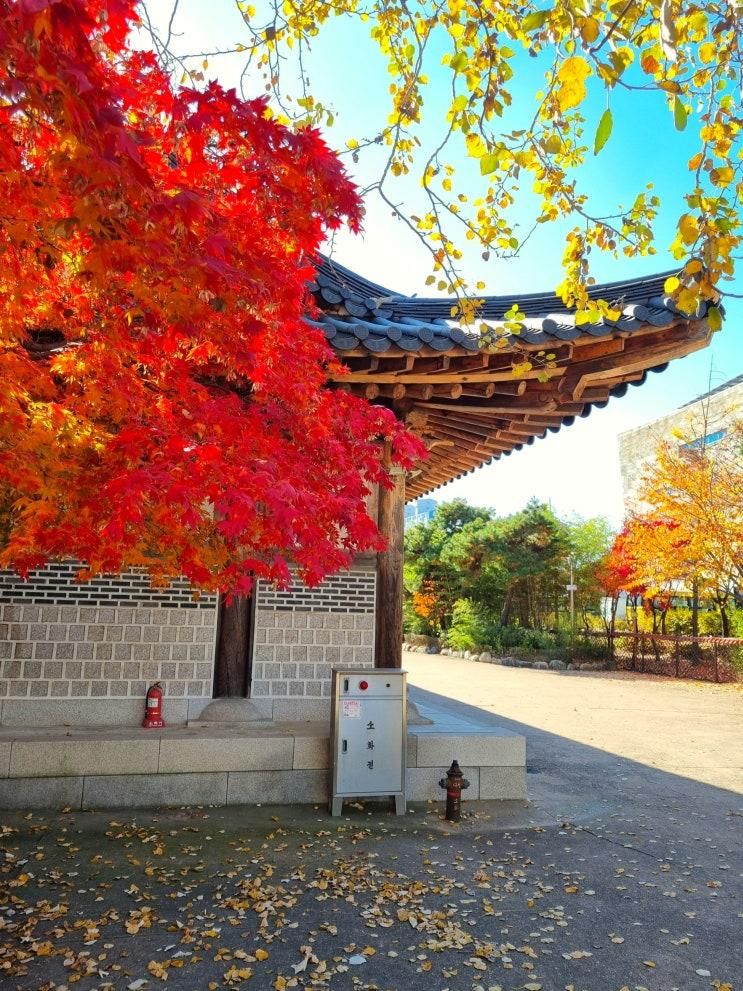사진으로 담아 본 동네 단풍, 가을풍경에 반하다!