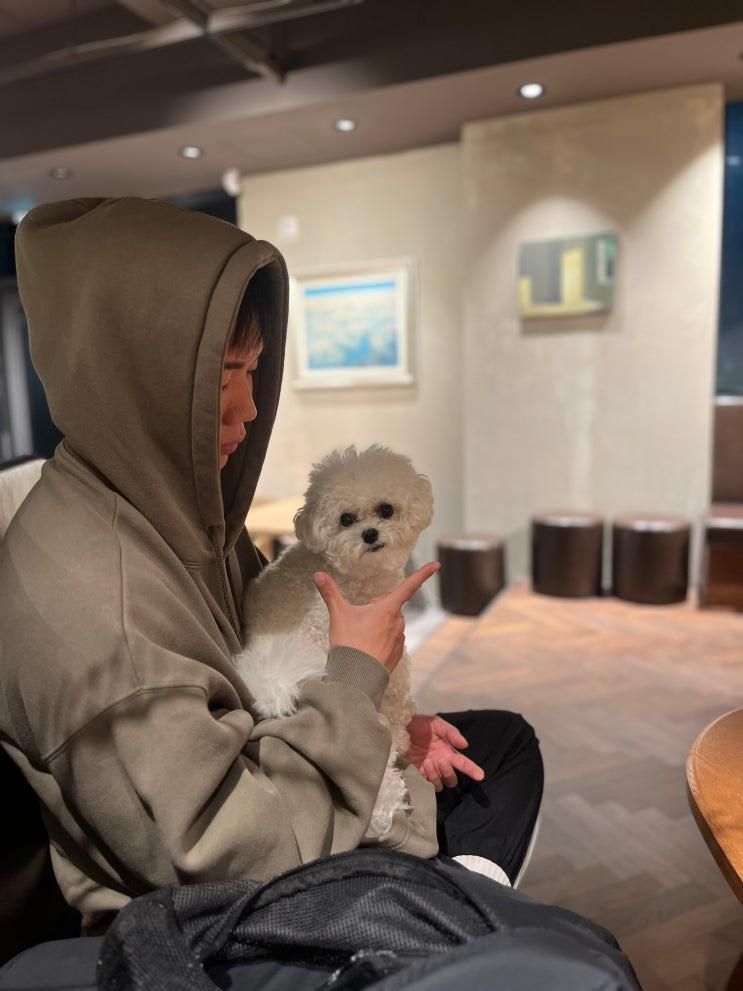오송 애견동반 카페 콘벨트 청주