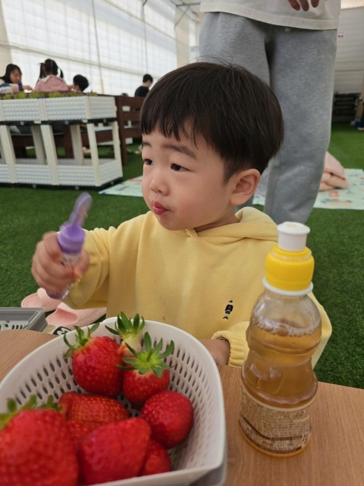 용인 딸기체험 팜팜놀이터 딸기농장 놀거리 가득 아기랑 실내