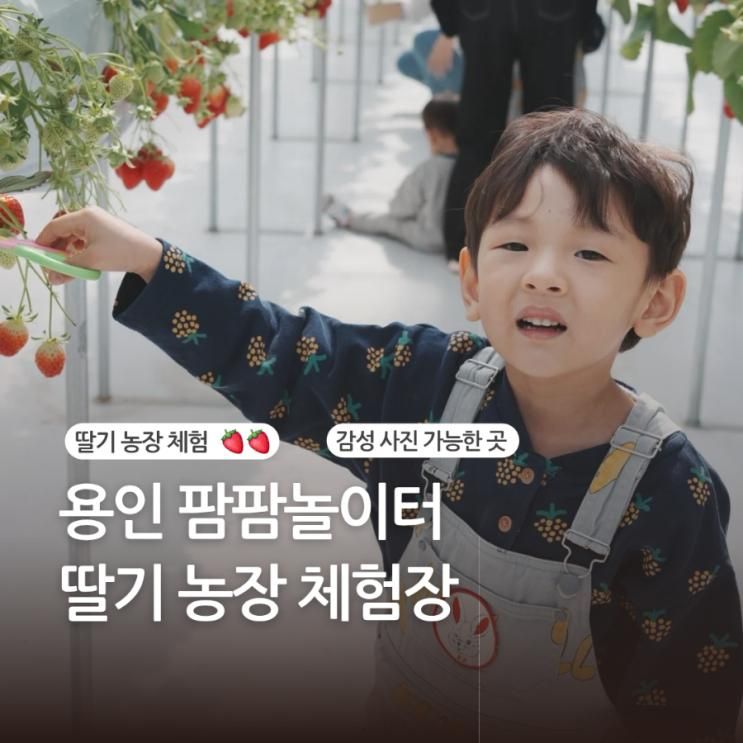 [용인딸기농장체험] 팜팜놀이터 딸기농장, 동물먹이주기체험