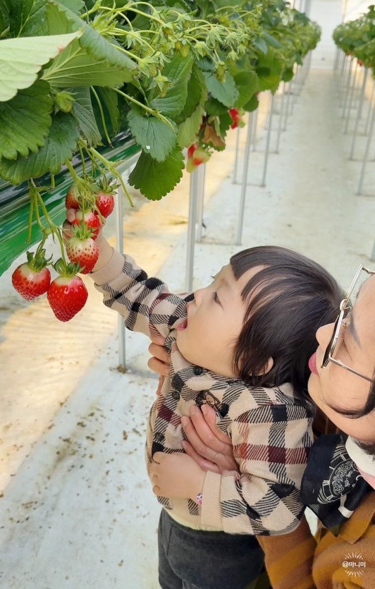 천안 딸기체험 농장 아기랑 갈만한곳 아이와가볼만한곳 추천