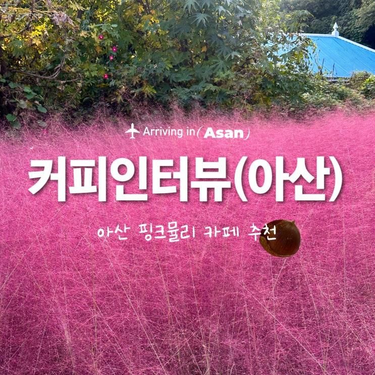[아산/배방] 호서대 근처 핑크뮬리 카페 추천 및 내돈내산 후기, 커피인터뷰 아산