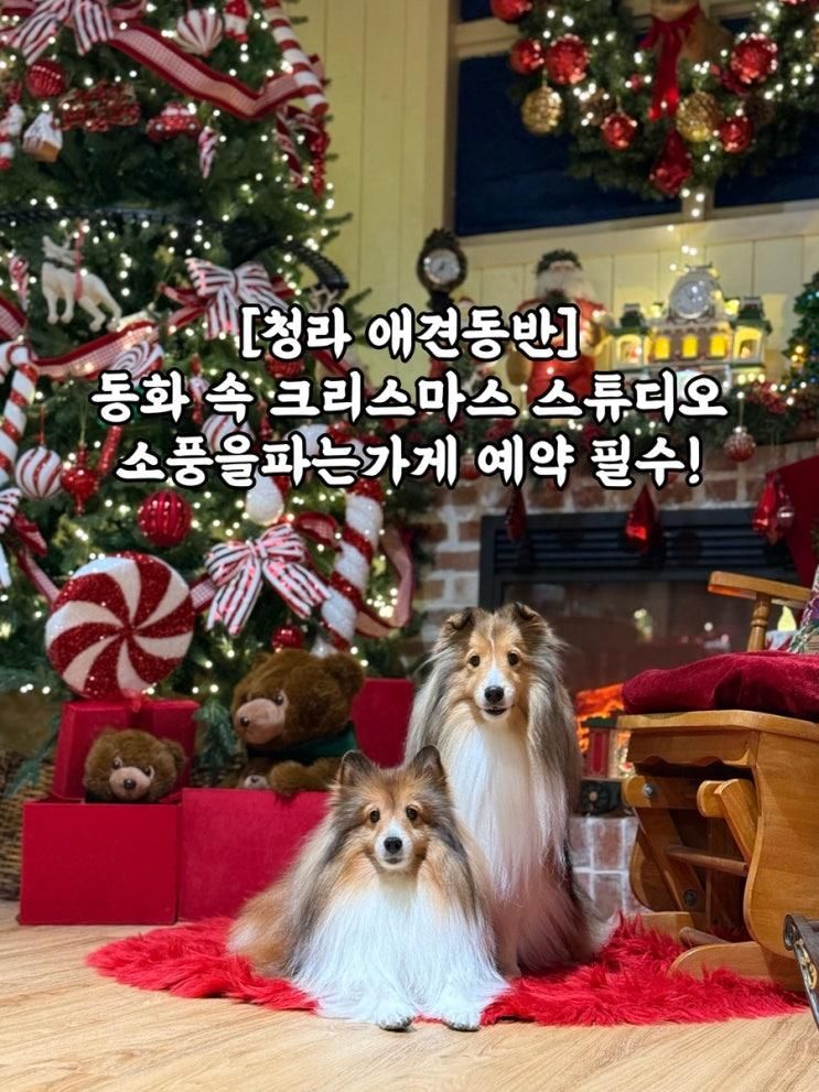 [청라 애견동반] 소풍을파는가게 | 크리스마스 포토존 트리사냥 성공  꿀팁!