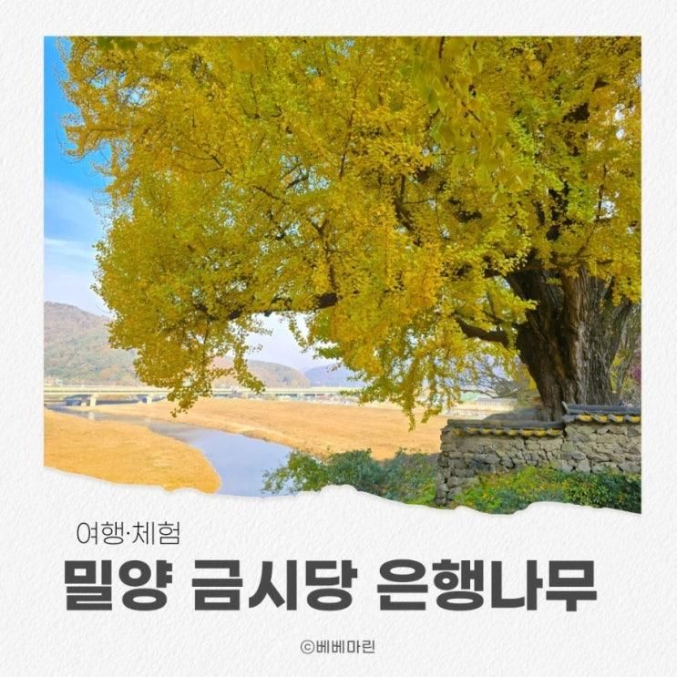 밀양 금시당백곡재 은행나무｜가을이 가기 전에 다녀온 단풍 산책