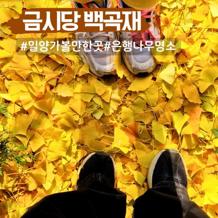밀양 금시당 백곡재 은행나무 주차 실시간 은행나무 명소 가는길