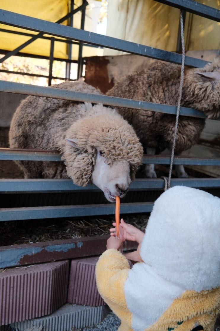 여수 한우드림 동물체험장 방문기🐑🐂🐔🐕🐎🐇(동물 먹이주기 체험, 광주 근교, 여수 아이와 가볼 만한 곳)
