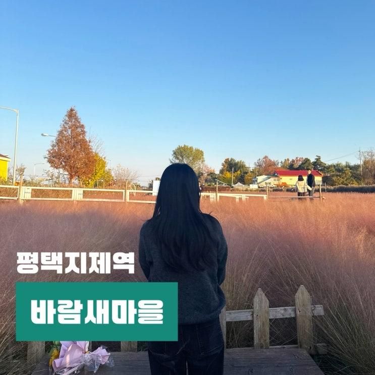 평택 아이랑 가볼만한곳 바람새마을 핑크뮬리 카페 당일치기 여행