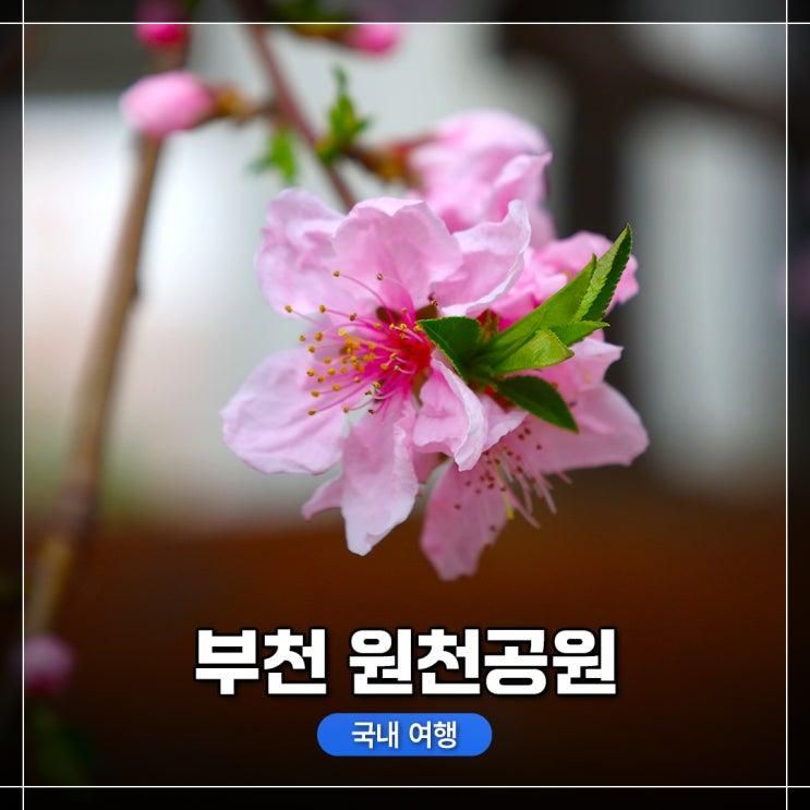 경기도 부천 원천공원 벚꽃 구경 나들이(부천시립상동도서관), 주차 장소 정보! 근처에 두 군데 있음.