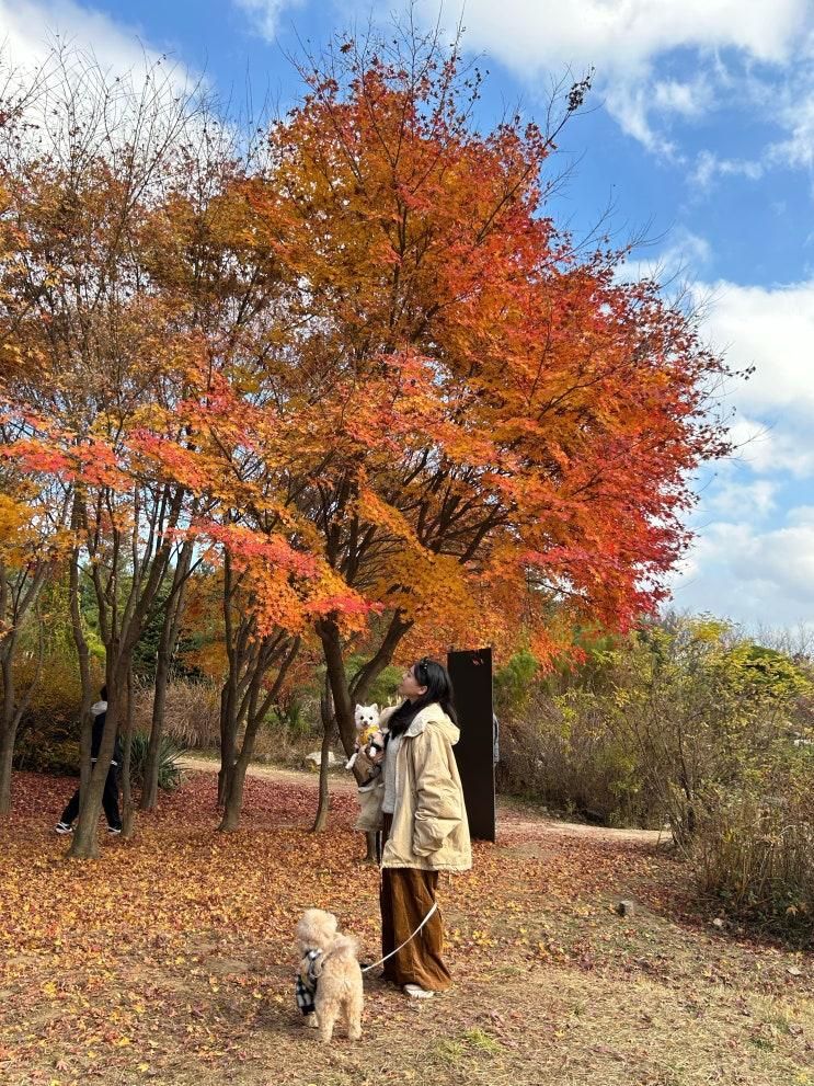 인천 애견동반 가볼만한 곳, 드림파크 야생화단지 단풍 구경 산책