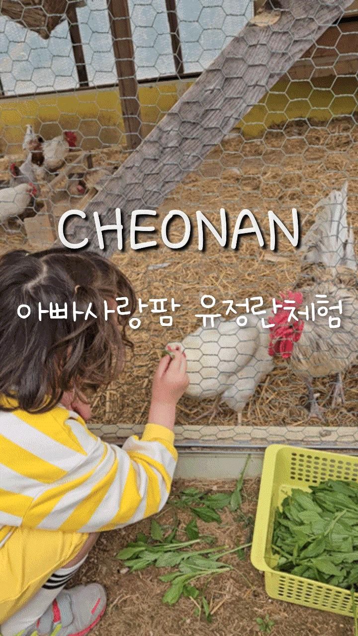 천안 아이와가볼만한곳 이색체험할수있는 아빠사랑팜 유정란체험 이용후기