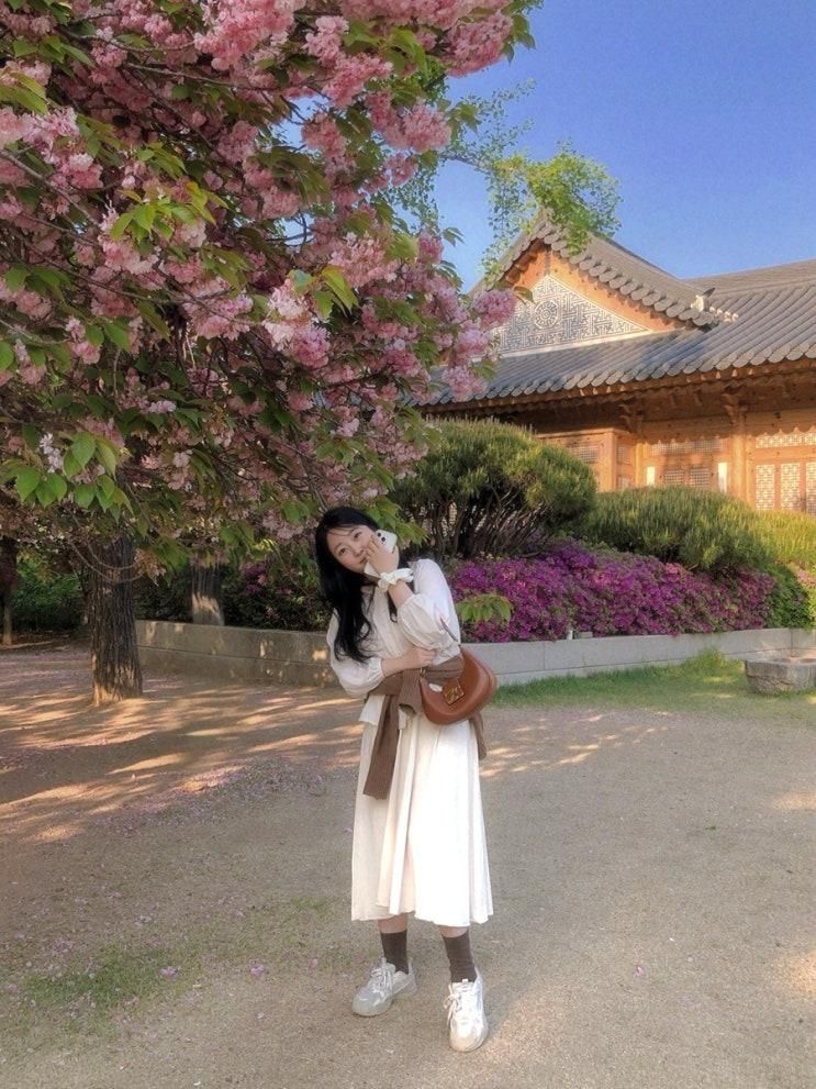 국회의사당 사랑재 겹벚꽃 ✿ܓ˖ ࣪⊹ ִֶָ