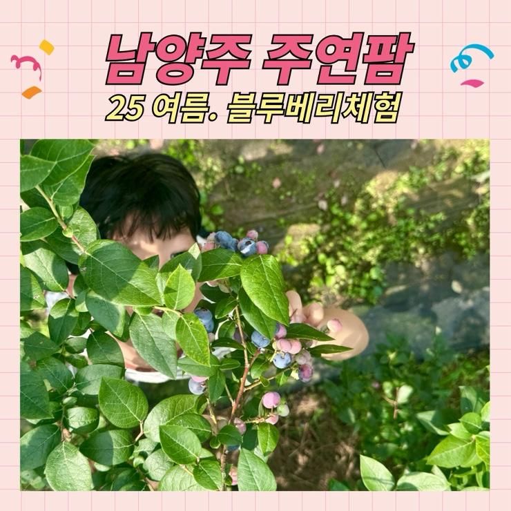 남양주 농장체험 주연팜에서 블루베리체험을