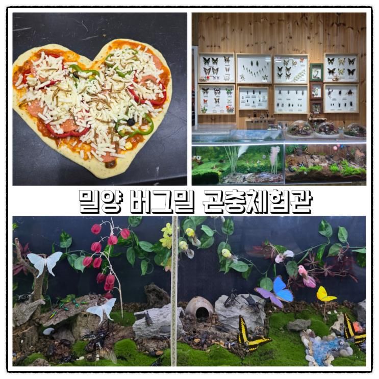 밀양 여행 아이와 가볼만한곳 추천 버그밀 곤충체험관  피자만들기