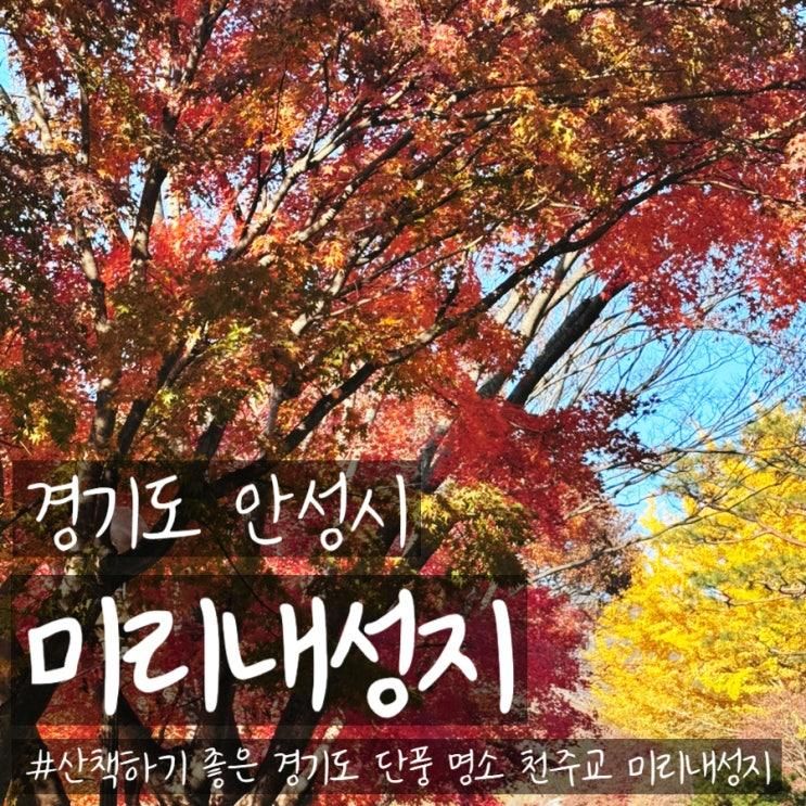 안성 천주교 미리내성지 경기도 단풍 명소 11월 중순 은행나무길 가볼만한 곳