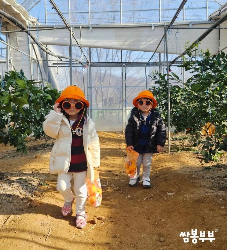 경기도 광주 실내 아이랑 귤체험농장 쉼448