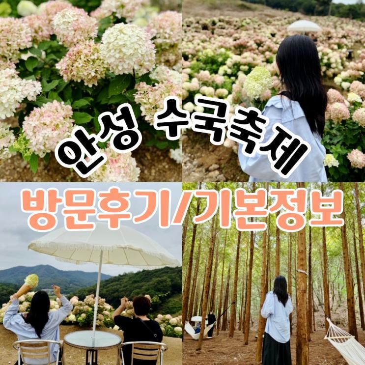 [안성] 2025 안성 수국축제 방문후기 / 위치, 기간, 주차장 등