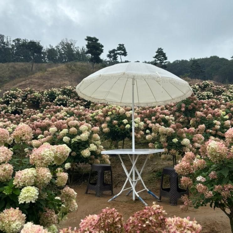 안성 죽산 가볼만한곳 용설, 구월의유럽수국 무료 개방(~10/19일까지)