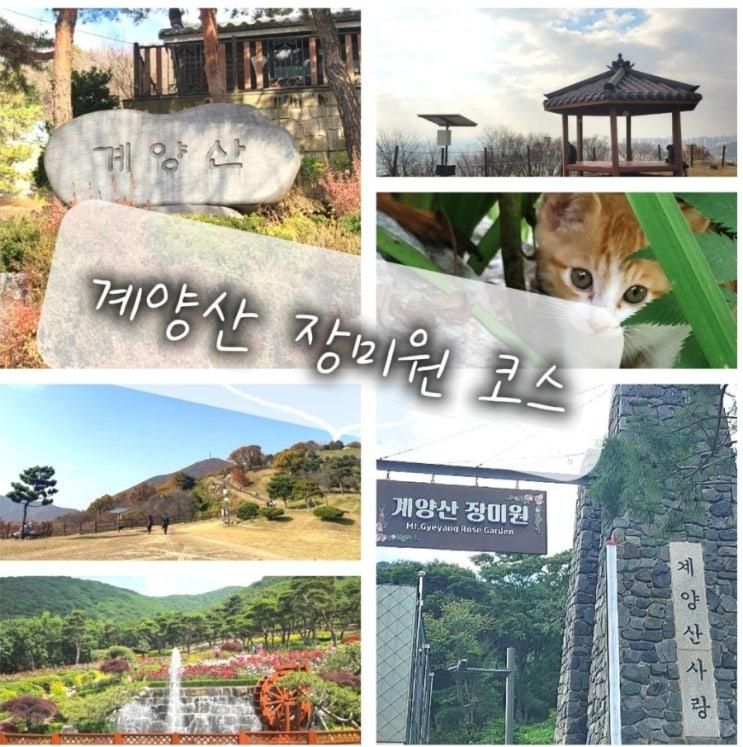 인천애견동반산책/등산 계양산장미원 코스 실버카페 힐링하기좋아요!!