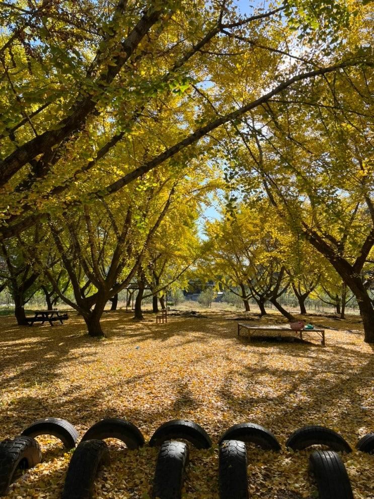 <10/27일 기준>서울 근교 단풍맛집 ‘커피와과일농장’(인생샷 꿀팁)