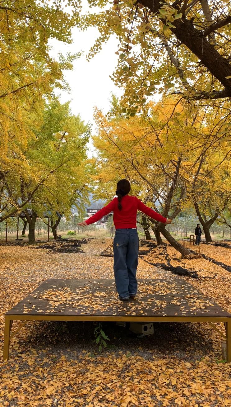 🍁🚨[단풍알람/가평] 열차로 30분만에 가는 은행나무 정원 '커피와 과일농장' 절정 실시간 뚜벅이 사진tip