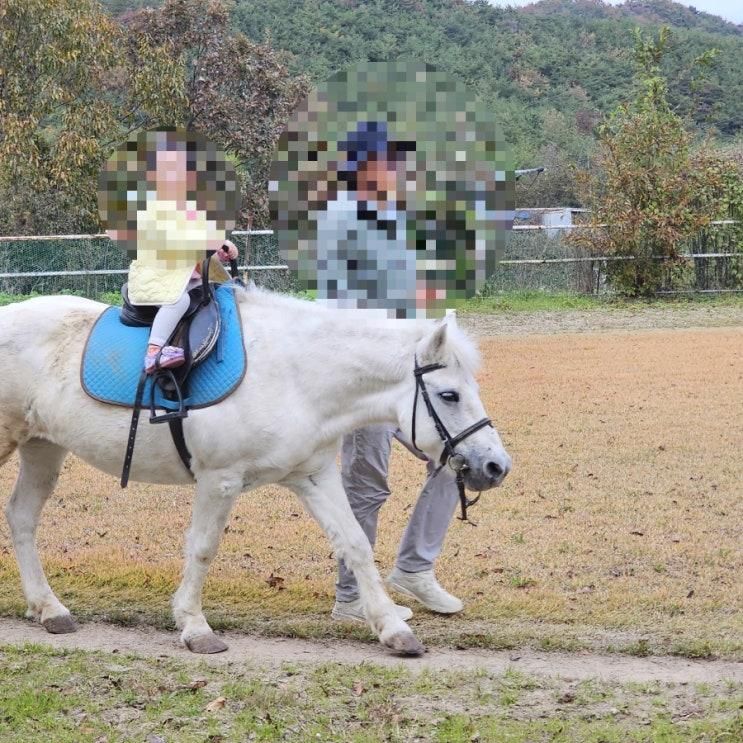 울산 언양 포니랜드 어린이 승마체험 먹이 체험