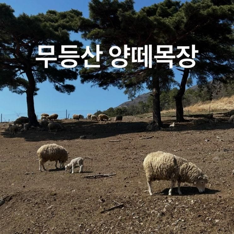 광주 근교 화순 '무등산양떼목장' 아이와 함께 가볼만한 곳 동물체험
