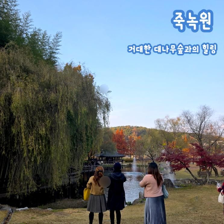 전남 담양 아이랑 가볼만한곳 거대한 대나무숲 피톤치드 데이트 죽녹원