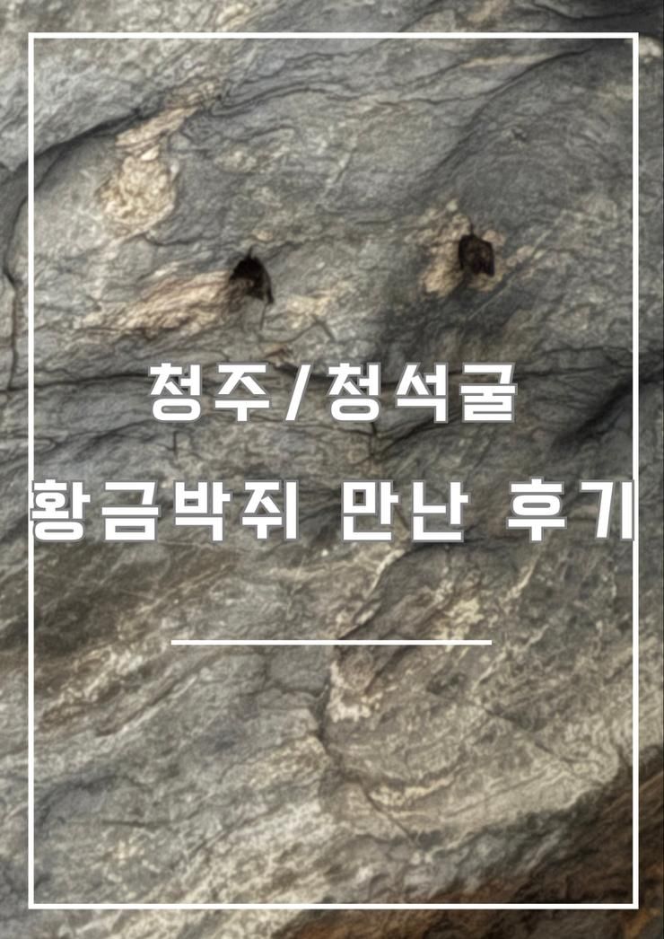 더리버에스풀빌라근처 청석굴 나들이/박쥐 보고온 후기!!