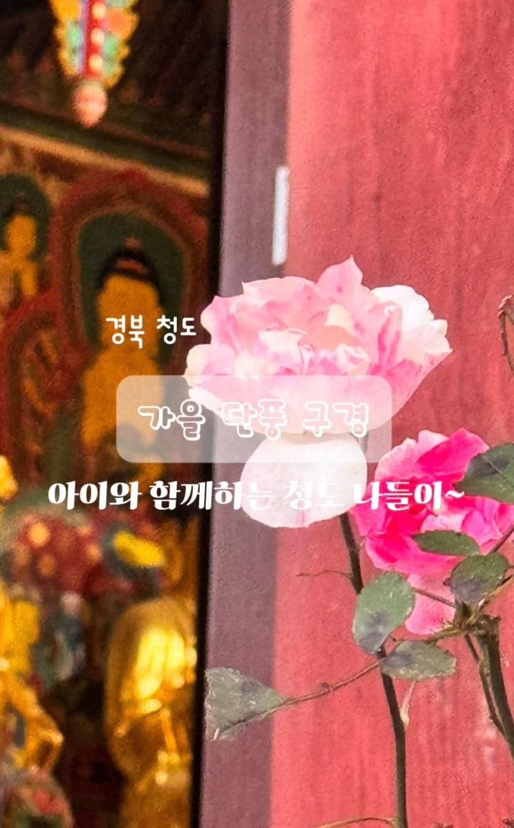 청도 운문사 단풍 가을 감성여행 코스