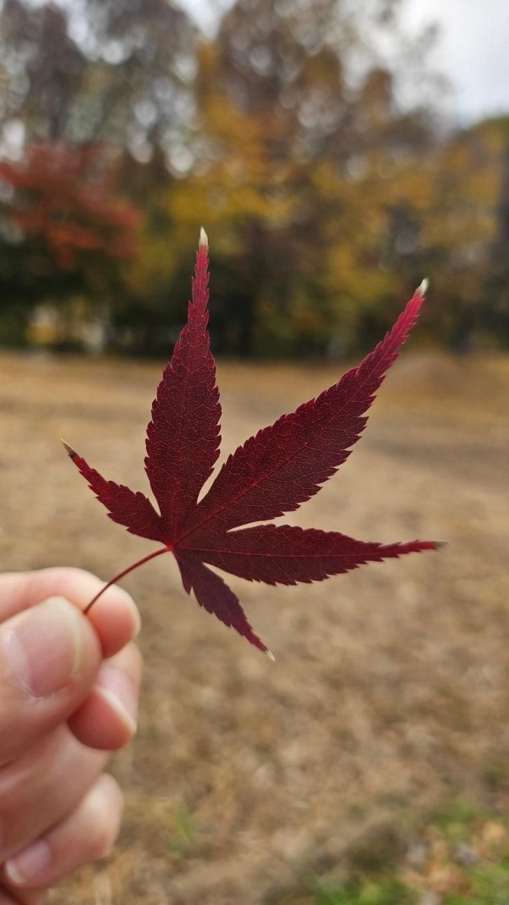 가을 끝자락의 올림픽공원 들꽃마루 댑싸리