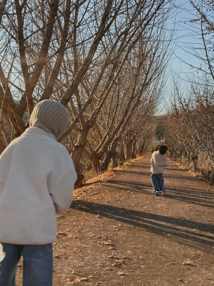 충북 낭성 은행나무길 (가을안녕)