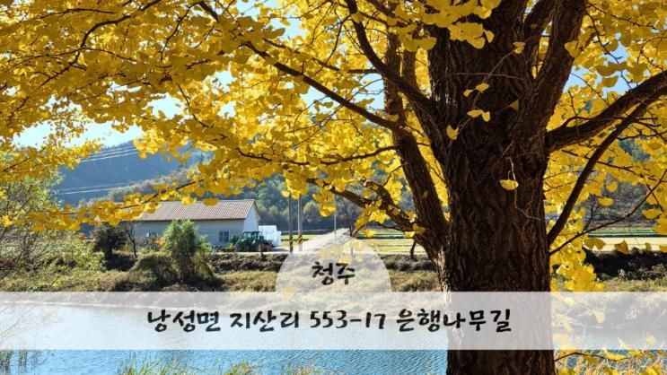 청주 인근 은행 나무 길 명소 낭성면 지산리 은행나무길