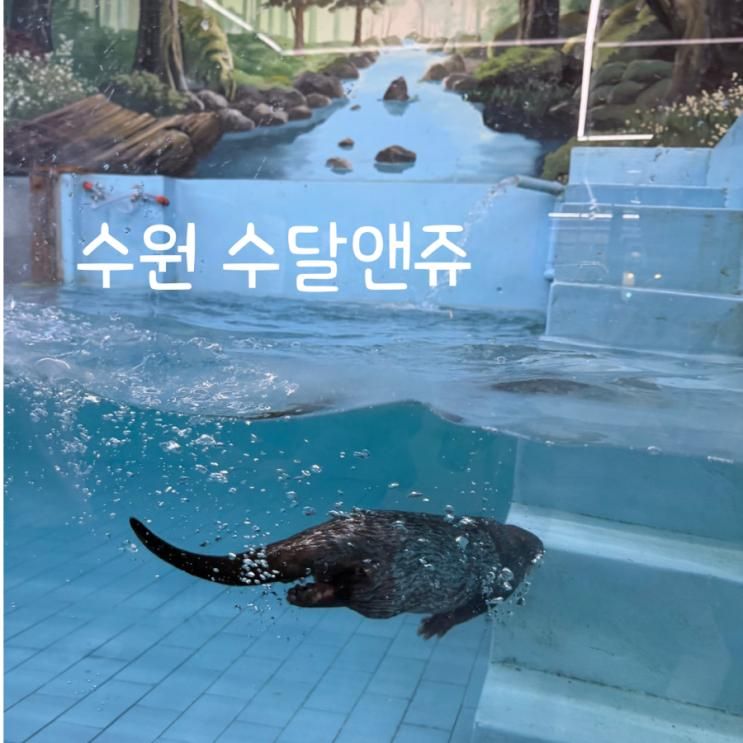 서울, 경기 남부 출발🚗, 아이랑 실내에서 수원 수달앤쥬 후기 | 수달 먹이주기부터 소동물까지