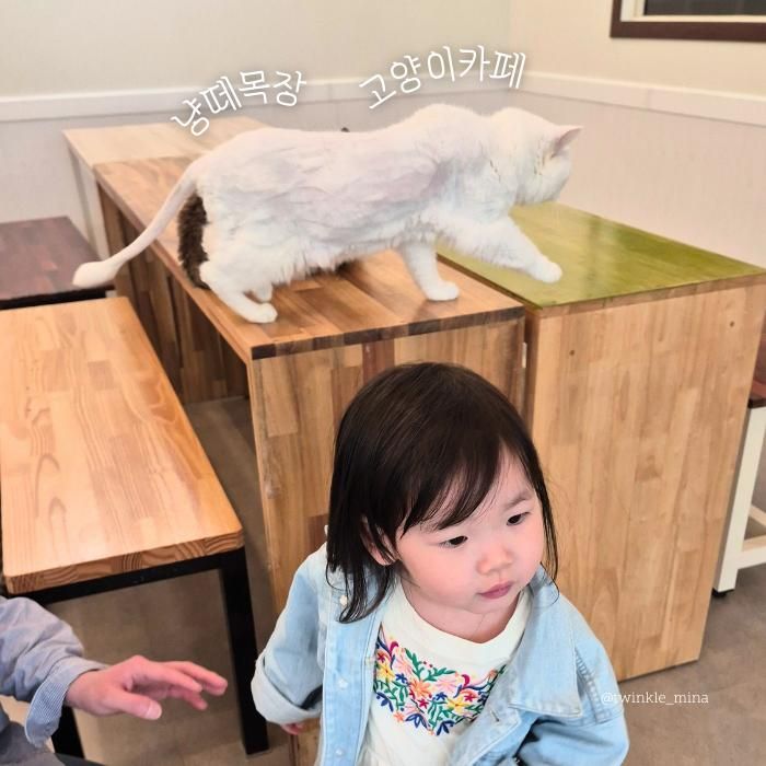 일산 아기랑 실내 갈만한곳 냥떼목장 고양이카페