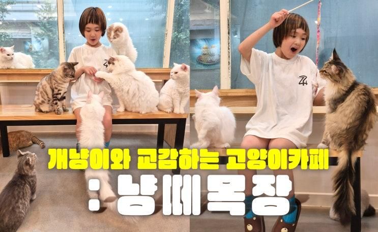 개냥이와 교감하는 일산 고양이 카페 : 냥떼목장