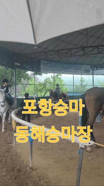 포항동해승마장, 우리 아이와 함께한 특별한 승마체험 후기