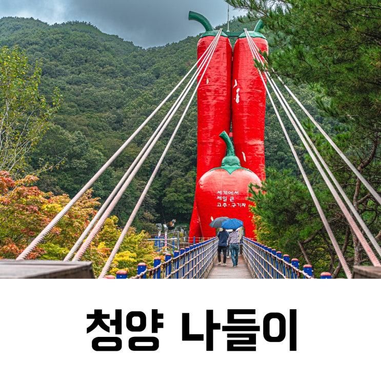 청양 가볼만한곳 천장호 출렁다리 산책