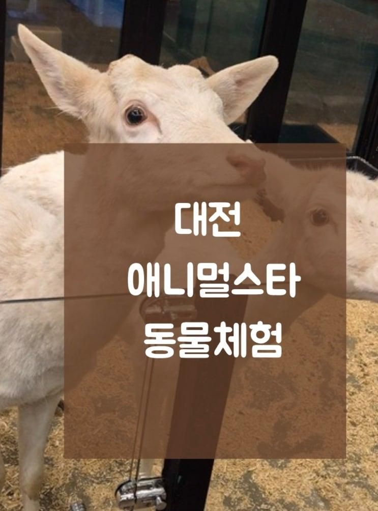 만한 실내 동물체험 카페 "애니멀스타"요금,주차,할인 솔직후기