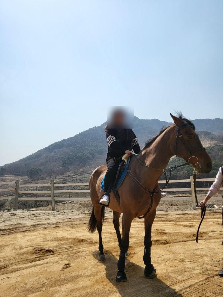 승마체험 아미승마클럽 승마장 말타기 체험하고 왔어요