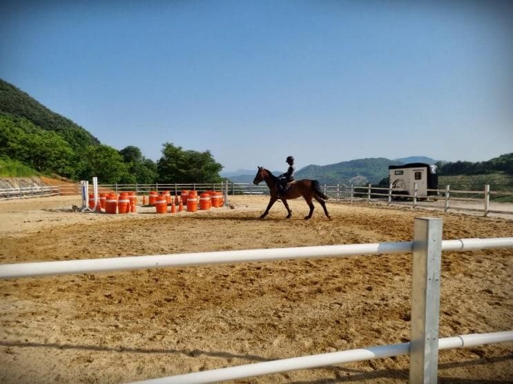 승마장 승마체험 당근주기체험도 가능한 아미승마클럽