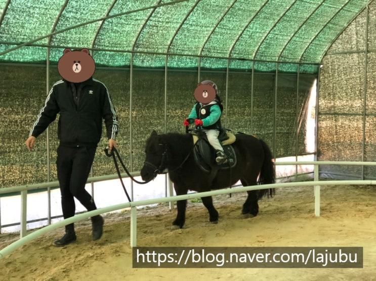 [육아일기] 용인 프리지언클럽 승마체험