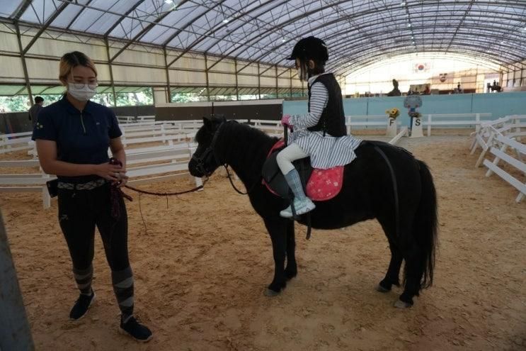 유아승마 체험 유아 말탈수있는 곳  w 용인 프리지언클럽